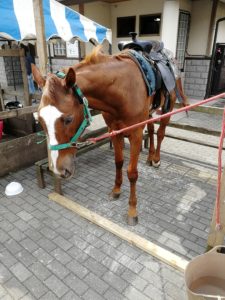 道の駅東山伊王野で馬さんに合いました。