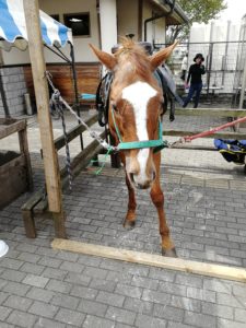 道の駅東山伊王野で馬さんに合いました。