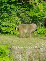 板室温泉大黒屋さん野生のサルです