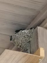 道の駅 那須高原友愛の森さんツバメの巣です