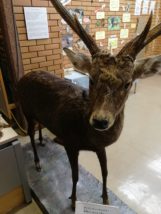 栃木県立日光自然博物館